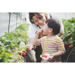 Juoda agrotekstilė, matmenys 1,6 m x 25 m