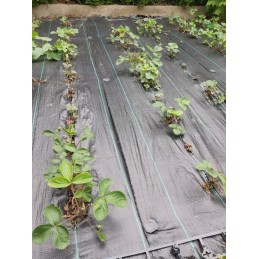 Skarden agrotekstilė 1,6x50m juoda 70g/m2 juoda