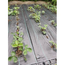 Patvari ir lengvai naudojama Skarden agrotekstilė, kurios gramas 90 g/m2 juodos spalvos.