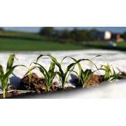 Agrotekstilė p-17 1,6x5m balta, lengva, saugo nuo šalčio ir vėjo