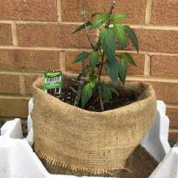 ⭐ natūralus džiuto audinys 100cm 250g/m² vienam metrui