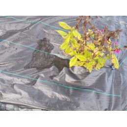 Agrotkanina heva kilimėlis nuo piktžolių ritinys 1,6x50m, svoris 90g/m2