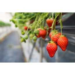 Juoda agrotekstilė, 80 cm pločio - 1 linijinis metras