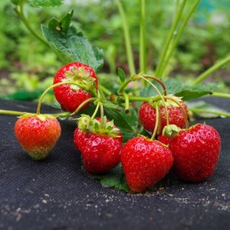 ⭐⭐Agrotekstilė 50g 3,2x10m juoda agrotekstilė UV storio kilimėlis nuo piktžolių⭐⭐