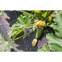 ⭐⭐Agrotekstilės tvirtas kilimėlis nuo piktžolių 1,6x10m 70g⭐⭐