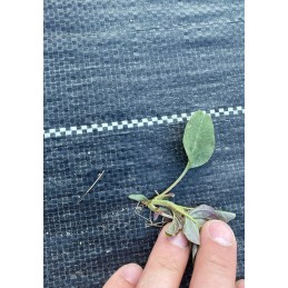 ✨Agritella mulčiuojantis agroaudinis nuo piktžolių