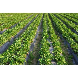 Agrotekstilė juoda saulėtekio standartinė uv70