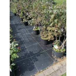 Agrotaudinis 100g - plotis 0,4m x 100m