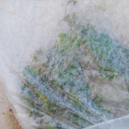 Žieminė agrotekstilė 50g 1,6x5m apsauga