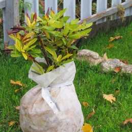 Žieminė agrotekstilė 50g 1,6x5m apsauga