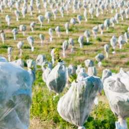 Žieminė agrotekstilė 50g 1,6x5m apsauga