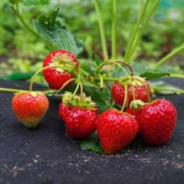 Juoda nuo piktžolių agrotekstilė 50g/m2