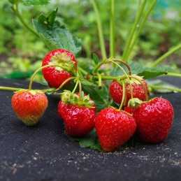 Juoda nuo piktžolių agrotekstilė 50g/m2