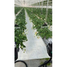 Agrotkanina 1 1x50m piktžolėms uv 80 agrowwoknina