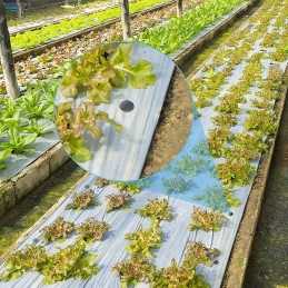Agrotekstilė + mūsų silkės garantuoja ilgaamžiškumą ir estetiką
