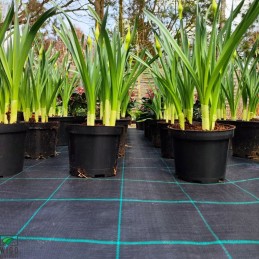 Agrotekstilė juoda profi 100g m2 120cm 25mb