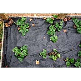 ✨ Agrotekstilės mulčiavimas juodas 1,6x50m 50g