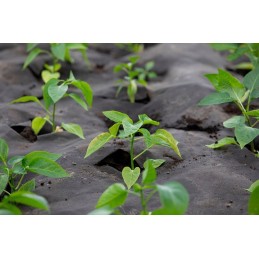 Agrowwoven anti piktžolių juoda 1 1 x 50 m