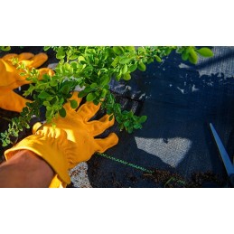 ⭐⭐Agrotekstilė agrotekstilės piktžolės 70g juodas kilimėlis 0,8x50m uv 3% tvirti inkarai⭐⭐