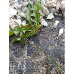 Agrotextile black sunrise standartiniai uv70 kaiščiai