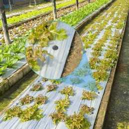 Inkariniai kaiščių kaiščiai agrotekstilei, stipriai agrotekstilei, 50 vnt, 15 cm