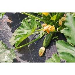 Stipri sodo agrotekstilė - nuo piktžolių 0,4x5m