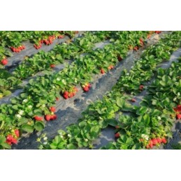 Agrotekstilė / agrotekstilė ant