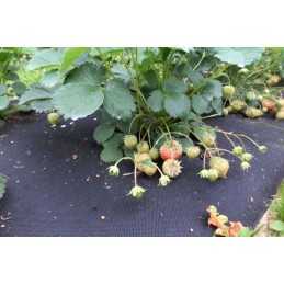 Agrotekstilės mulčiavimas nuo piktžolių