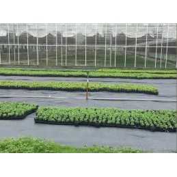 Agrotkanina mulčiavimo kilimėlis nuo piktžolių