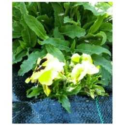 Agrotfabric 90g - premium darželio kilimėlis 0,8m