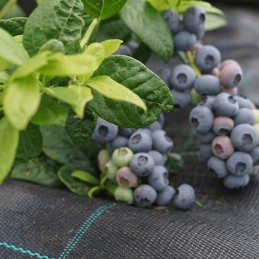 Audinys polipropilenas agrola juodas 3 2x5 00