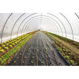 Juoda agrotekstilė 1,6 x 50 m, 70 g/m2