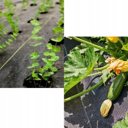 Juoda agrotekstilė 1,6 x 50 m, 70 g/m2