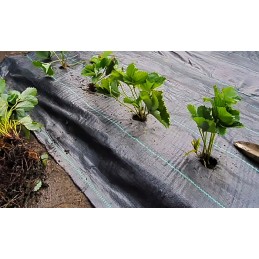 ⭐⭐Agrotekstilė Agrotekstilė piktžolėms 70g juoda 1,1x50m uv 3% tvirti inkarai⭐⭐