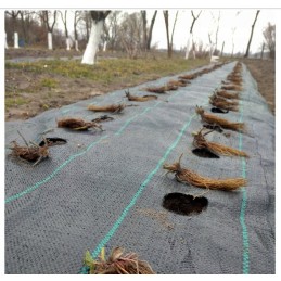 UV agrotekstilė su paruoštomis skylutėmis braškių, agurkų, salotų, pomidorų ir kt. sodinukams.
