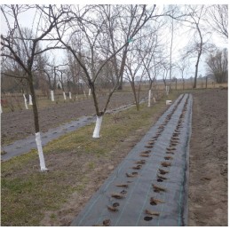 UV agrotekstilė su paruoštomis skylutėmis braškių, agurkų, salotų, pomidorų ir kt. sodinukams.