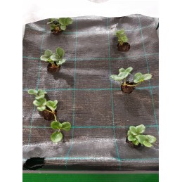 UV agrotekstilė su paruoštomis skylutėmis braškių, agurkų, salotų, pomidorų ir kt. sodinukams.