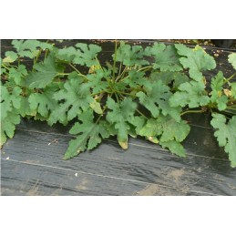 Juoda agrotekstilė 80cm x 100m 70g/m² mulčiavimui