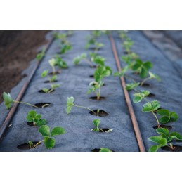 Tvirta agrotekstilė 80cm x 100m 70g/m² mulčiavimui
