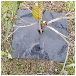 Tvirta agrotekstilė 80cm x 100m 70g/m² mulčiavimui