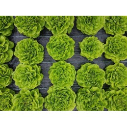 Juoda agrotekstilė 70 g/m² 0,8 x 100 m ilgio