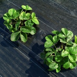 Agrot audinys, skylutės daigams, 1,6 x 10 m, storis, 95g