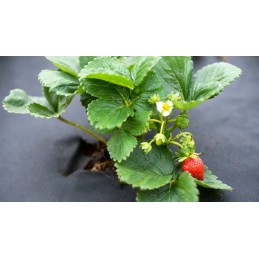 Lenkiška agrotekstilė/agroaudinys nuo piktžolių, kilimėlis nuo piktžolių 50g juodas 1,06x50m + 50 smeigtukų 15cm nemokamai