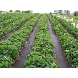 Agrotekstilė bradas juodosios piktžolės 1,6x5m 50 g/m²