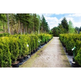 🌟_xDF1F_ labai storas agritella premium mulčiavimo audinys 110g 0,8x50m juodas