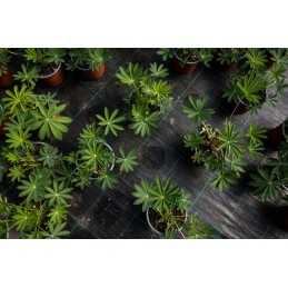 Agrotekstilė nuo piktžolių 70g pakuotėje 0,6x10m