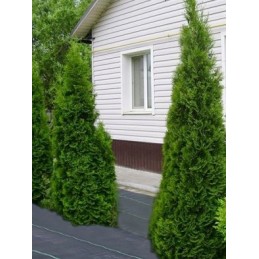 Agrotekstilė nuo piktžolių 70g pakuotėje 0,6x10m