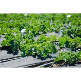 ⭐⭐uv agrotekstilė p-100g/m2 1,6x15m juodo storio!!!⭐⭐