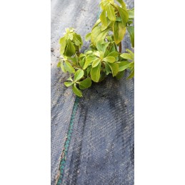 Agrotaudinis 0,8m x 100m, 90g UV kilimėlis, itin tvirtas