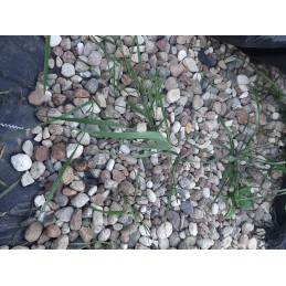 Juodos agrotekstilės saulėtekio standartas uv70 + kaiščiai